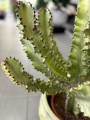 Variegata Euphorbia Erytrea