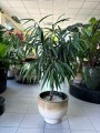 Ficus Amstel King