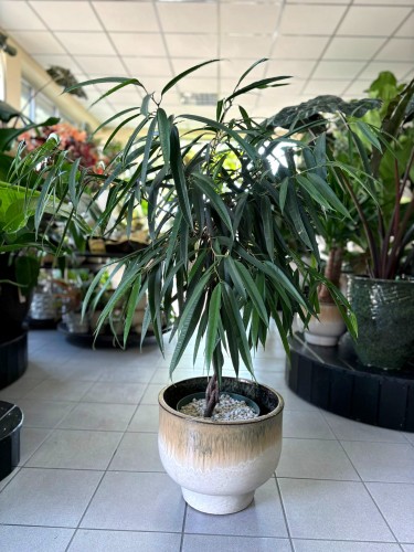 Ficus Amstel King