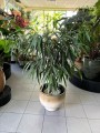 Amstel King Ficus