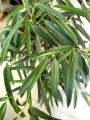 Ficus Amstel King liście