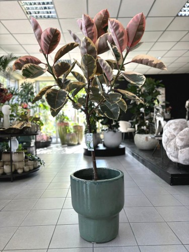 Ficus elastica Belize