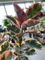 Ficus el Belize