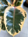 Ficus elastica Belize liść