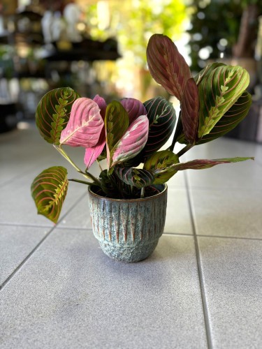 Maranta Fascinator