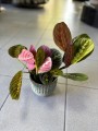Maranta