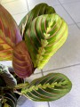 Maranta liście