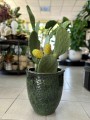 Opuntia Vulgaris