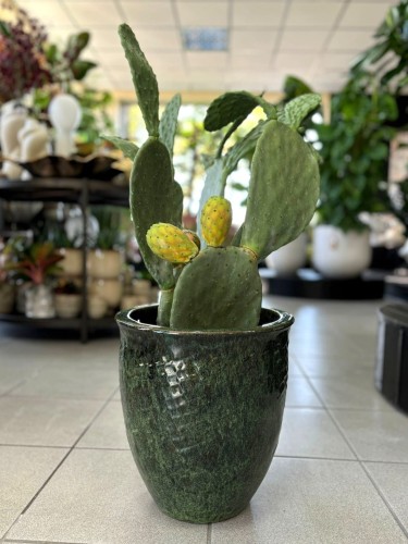 Opuntia Vulgaris