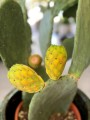 Opuntia Vulgaris owoce