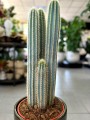 Pilosocereus kolumny