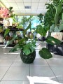 Monstera Deliciosa