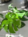 Monstera Deliciosa liść