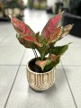 Aglaonema Spotted Star liście