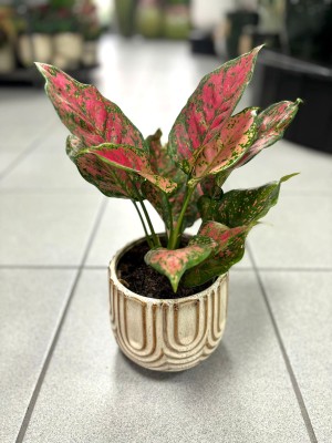 Aglaonema Spotted Star
