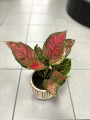 Aglaonema Spotted Star