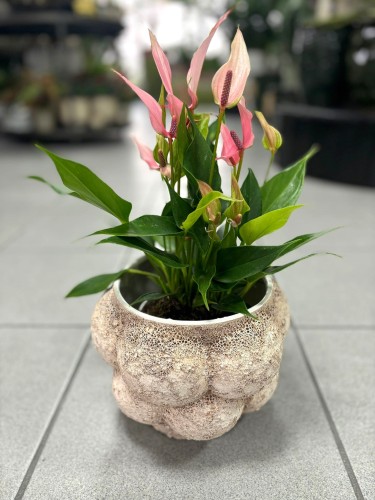 Anthurium Lilli