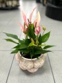 Anthurium Champion Lilli