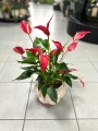Anthurium Banderola Roja