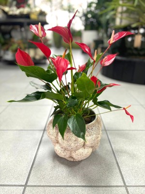 Anthurium Banderola Roja, anturium