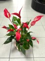 Anthurium Roja Red