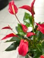 Anthurium Banderola Red