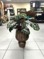 Calathea Kennedy