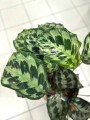 Calathea Kennedy liście