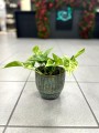 Epipremnum Marble Queen