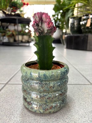 Euphorbia lactea Cristata, wilczomlecz
