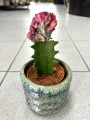 Euphorbia Cristata