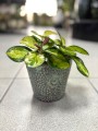 Hoya australis Lisa
