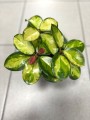 Hoya australis liście
