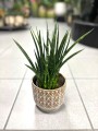 Fernwood Sansevieria