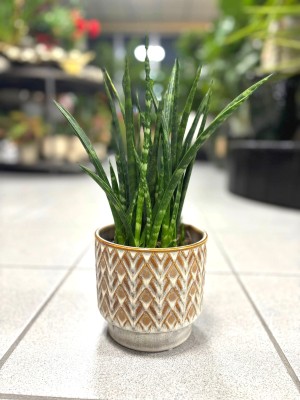 Sansevieria Fernwood Punk