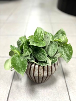 Scindapsus pictus Silvery Ann