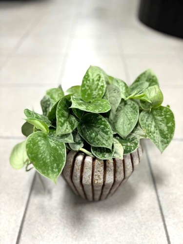 Silvery Ann Scindapsus