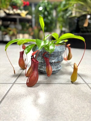 Nepenthes Bloody Mary, dzbanecznik