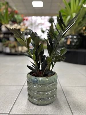Zamioculcas Raven Black, zamiokulkas