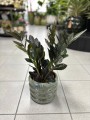 Raven Zamioculcas