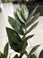 Zamioculcas Raven liście