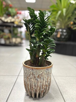 Zamioculcas Zenzi, zamiokulkas