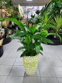Spathifillum Sweet Lauretta