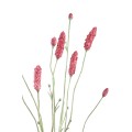 Twig Plant Pink