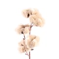 Twig Plant Cream soft cotton