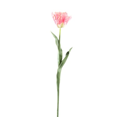 Różowy tulipan PTMD 