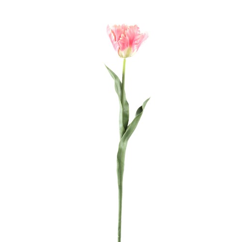 Tulipan różowy