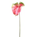 anthurium