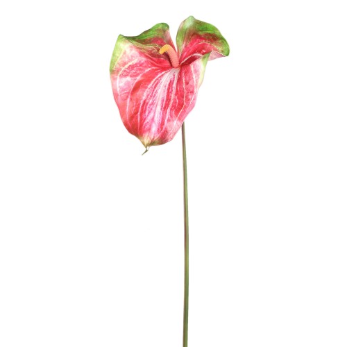 anthurium