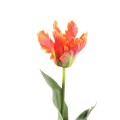 Tulipan pomarańczowy PTMD